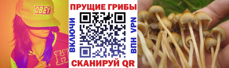 Купить  Чаплыгин  Галлюциногенные грибы MAGIC MUSHROOMS 